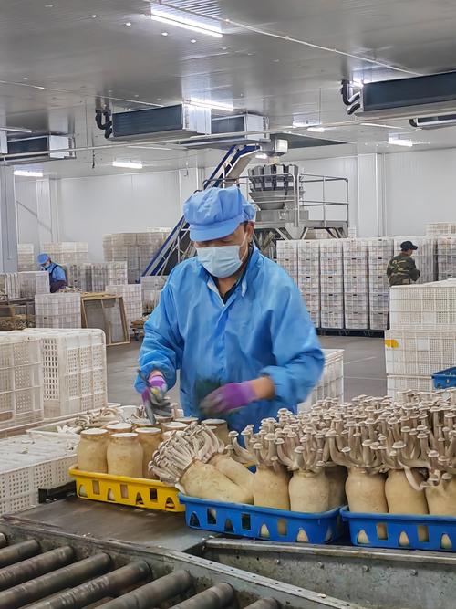 戈壁滩上“长出”蘑菇工厂 张掖的神农锄奇迹